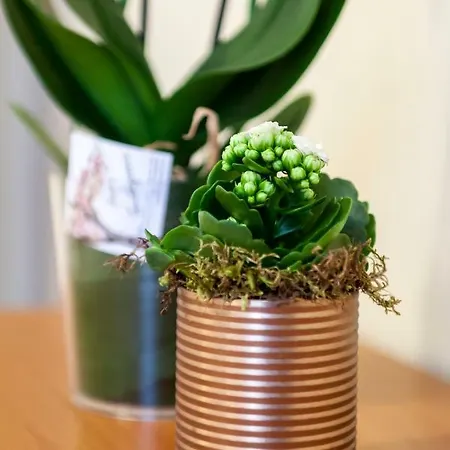 Iris Centralissimo *